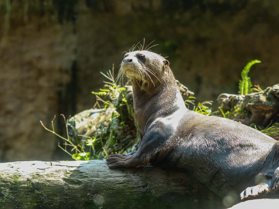 Cali Zoo Access Ticket - Seven exhibits give your visit a useful shape