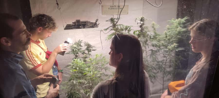 CANNABIS EXPERIENCE - Key points at a glance