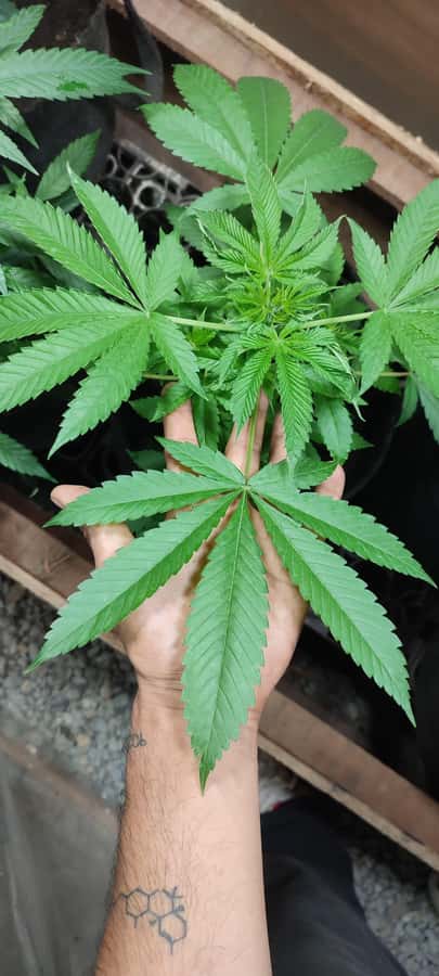 CANNABIS EXPERIENCE - Drying and curing, the final lessons