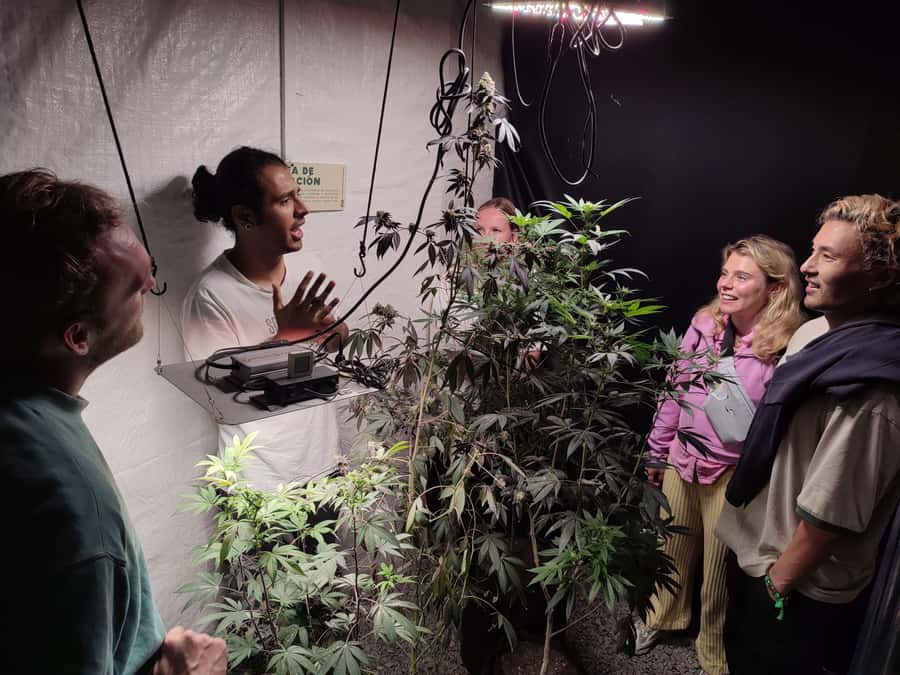 CANNABIS EXPERIENCE - The natural drink and ancestral souvenir