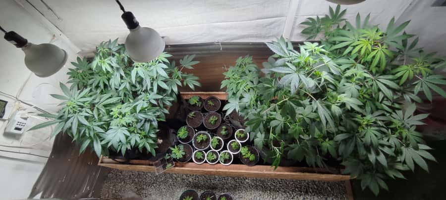 CANNABIS EXPERIENCE - Choosing the best departure time