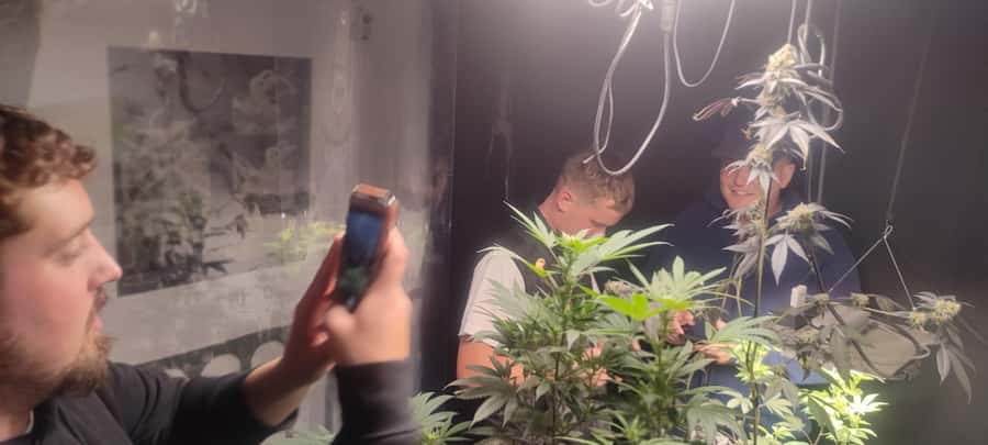 CANNABIS EXPERIENCE - Language support and group size