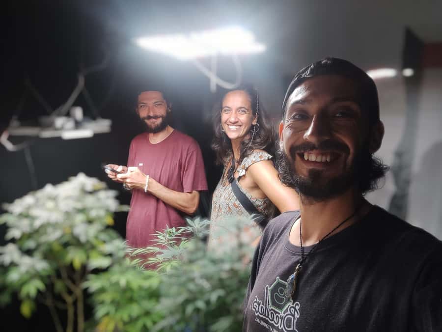 CANNABIS EXPERIENCE - Seed selection and germination