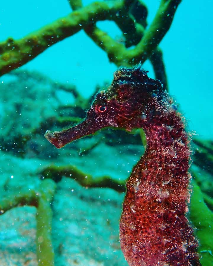 Cartagena: 2 Tanks Dive Plan For CERTIFIED DIVERS - Important timing after the trip