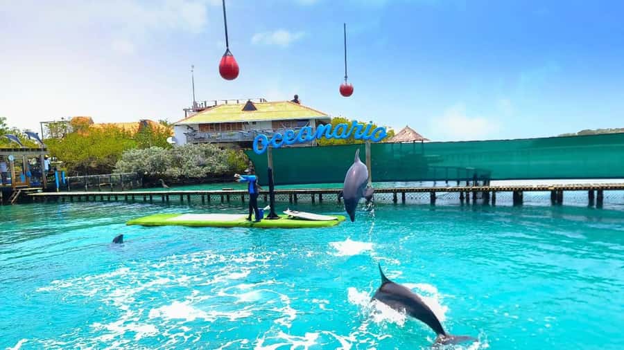CARTAGENA: 4 islands by sport boat +oceanarium tickets - The Oceanarium, where the ticket adds real value