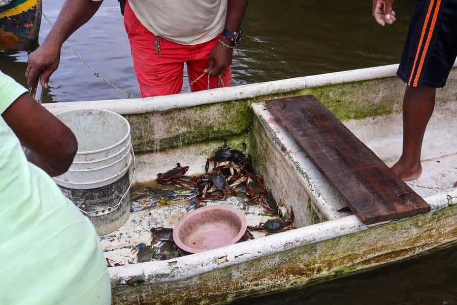 Cartagena: Artisanal fishing through the mangroves - Key Points Before You Book