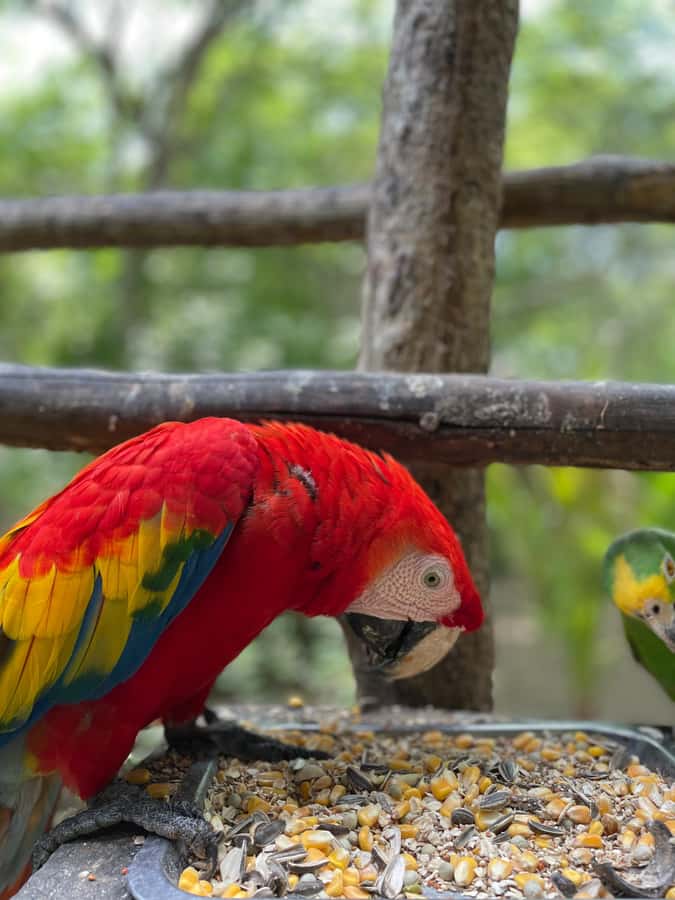 Cartagena: Aviary National Park Tour with Hotel Pickup - Why the National Aviary is worth leaving Cartagena