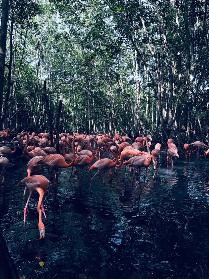 Cartagena: Aviary National Park Tour with Hotel Pickup - The ride from Cartagena: simple, private, and not always smooth