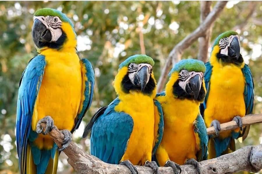 Cartagena: Barú Beach Tour with Optional Bird Aviary - The beach club facilities, food, and free time