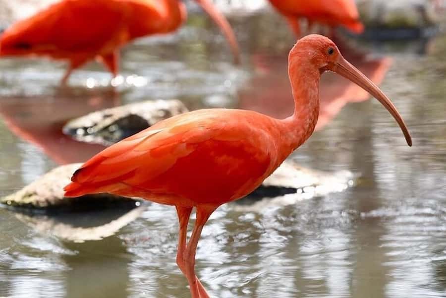 Cartagena: Barú Beach Tour with Optional Bird Aviary - Adding Colombia’s National Aviary