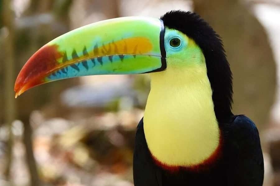 Cartagena: Barú Beach Tour with Optional Bird Aviary - Should you book the Barú and Aviary tour?