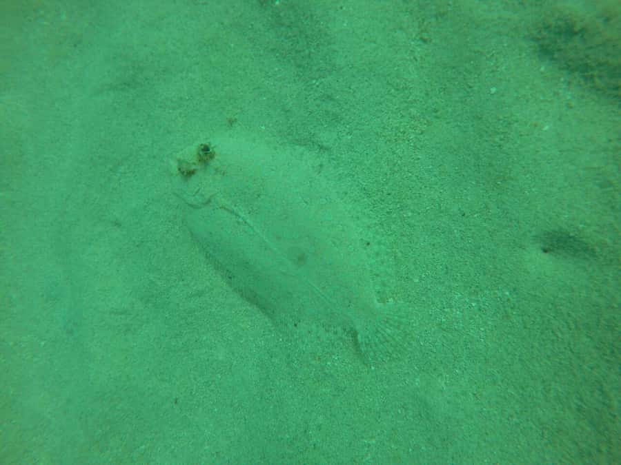 Cartagena: Basic Diving for beginners in Rosario Islands - Speedboat ride to the Rosario reefs