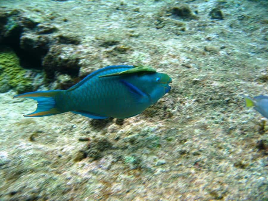 Cartagena: Basic Diving for beginners in Rosario Islands - What the reef session feels like for a first-timer
