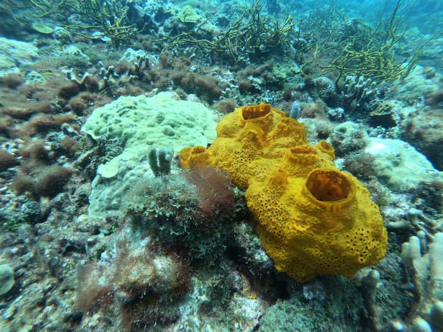 Cartagena: Basic Diving for beginners in Rosario Islands - Returning to Playa Blanca for lunch