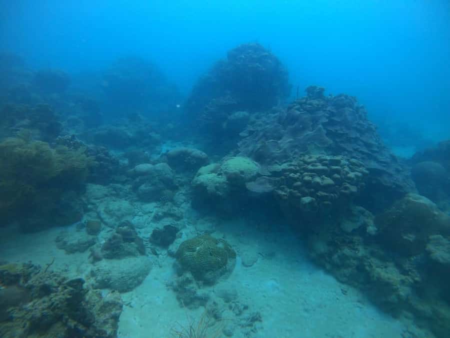 Cartagena: Basic Diving for beginners in Rosario Islands - Is $137 a fair price?