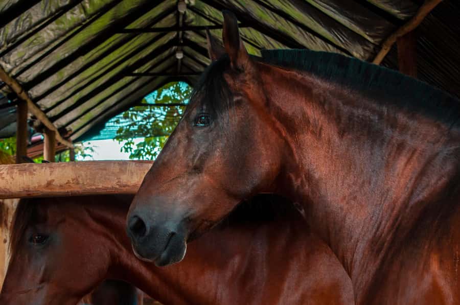 Cartagena: Beach Horse Ride and Colombian Equestrian Culture - Is the $186 price fair?