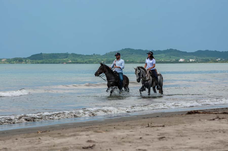 Cartagena: Beach Horse Ride and Colombian Equestrian Culture - Meeting the Paso Fino horses