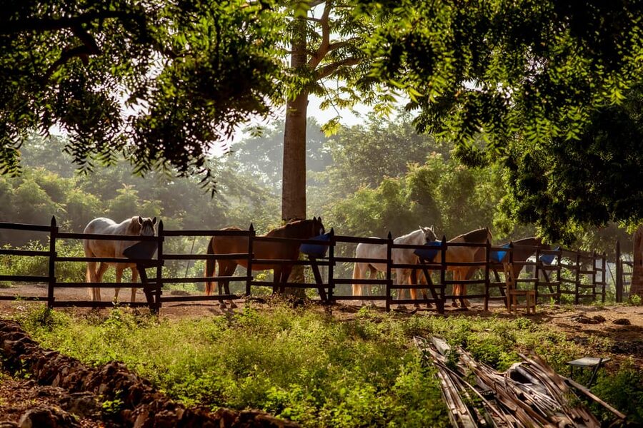 Cartagena, Blue Apple Beach, Horse Treks - Booking tips for a smoother day