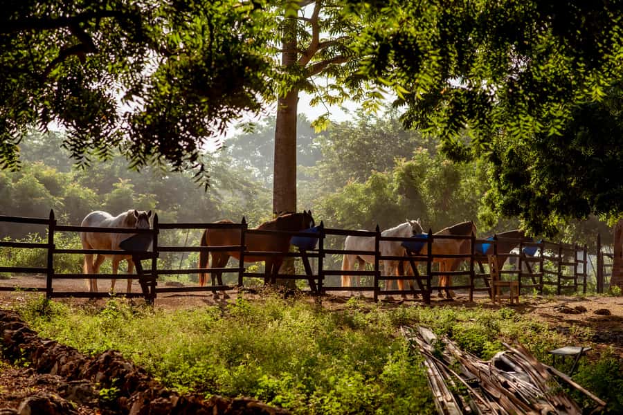 Cartagena, Blue Apple Beach, Horse Treks - Lunch at Blue Apple Beach