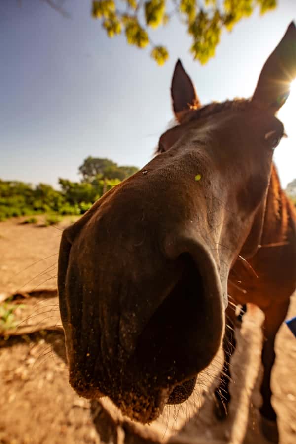 Cartagena, Blue Apple Beach, Horse Treks - Who should book this ride?