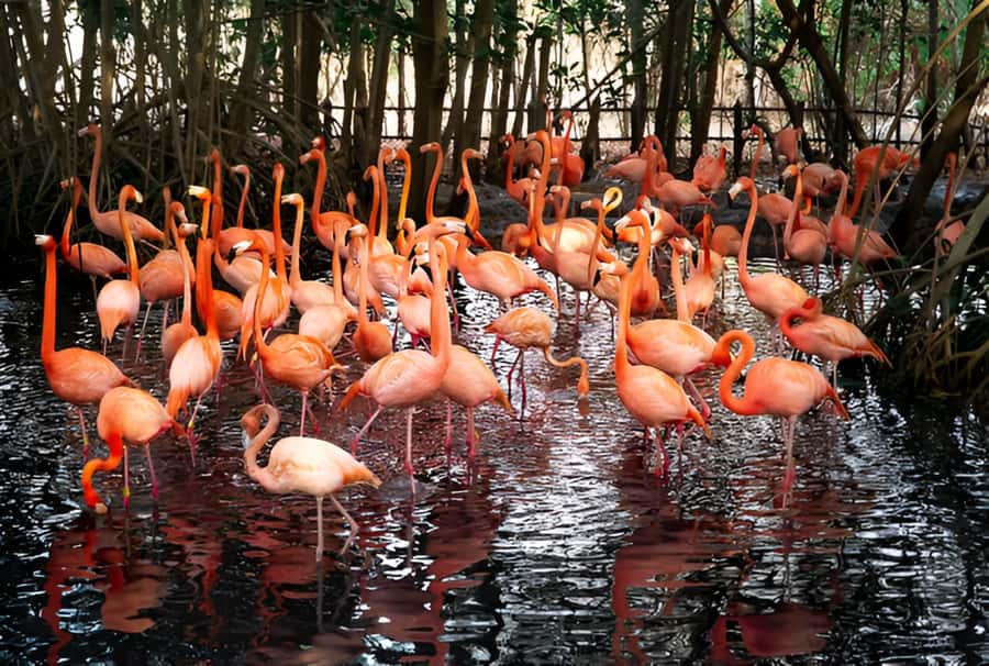 Cartagena: Daytour Aviary and Playa blanca, Barú by bus! - The National Aviary of Colombia gives the morning a purpose