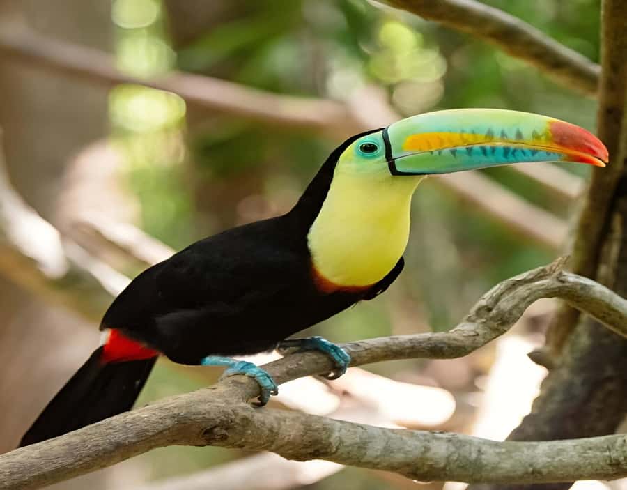Cartagena: Daytour Aviary and Playa blanca, Barú by bus! - The noon transfer to Playa Blanca changes the mood