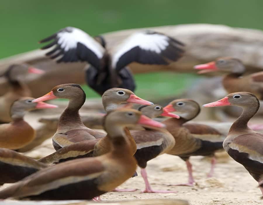 Cartagena: Daytour Aviary and Playa blanca, Barú by bus! - Beach chairs and umbrellas can change the final cost
