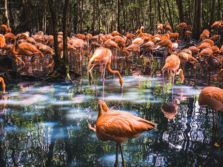 Cartagena: Ecoplan on Barú, Aviary and Oceanarium in one day - Oceanarium or snorkeling, choose with the extra cost in mind