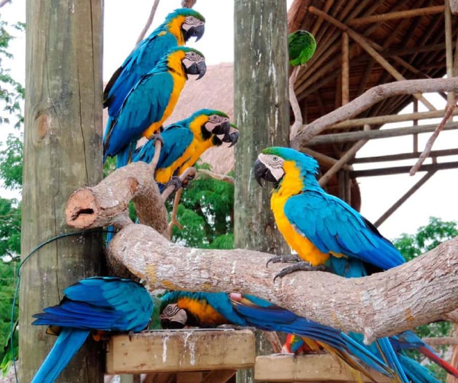 Cartagena: Entrance to the AVIARY with TRANSFER INCLUDED - The bird show and the value of a guided visit