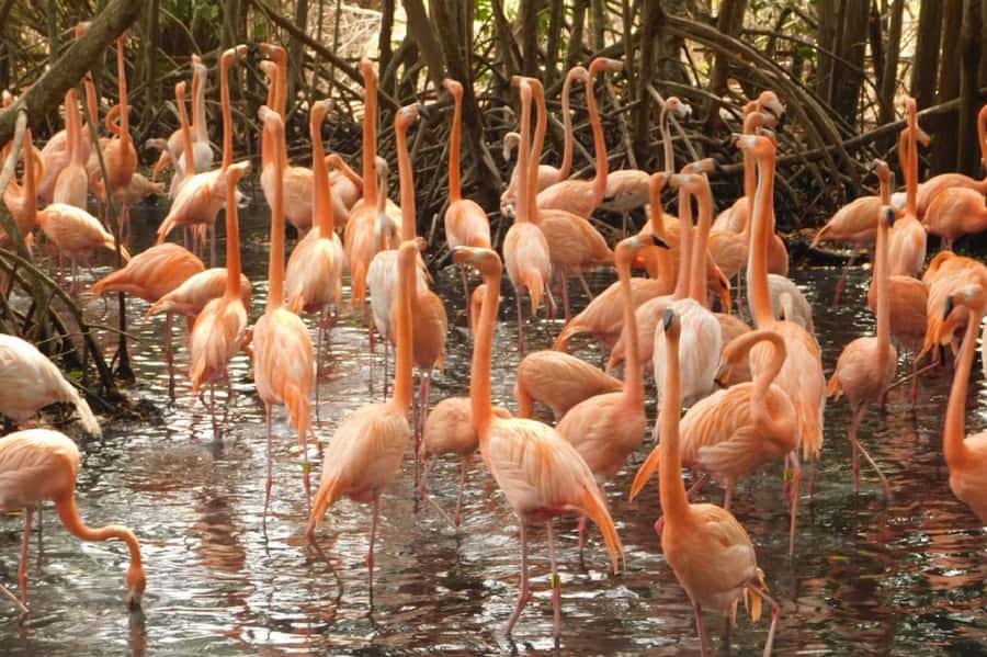 Cartagena: Entrance to the AVIARY with TRANSFER INCLUDED - The service and organization