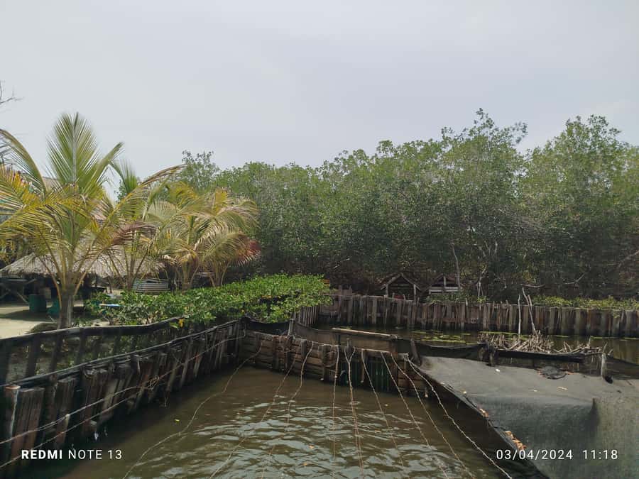Cartagena: FISHERMEN'S ISLAND IN THE MANGROVES by canoe - Why this canoe trip feels different from Cartagena’s usual tours