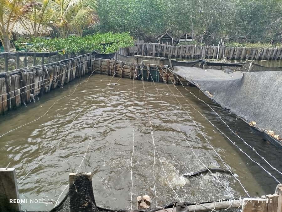 Cartagena: FISHERMEN'S ISLAND IN THE MANGROVES by canoe - Who will enjoy this most