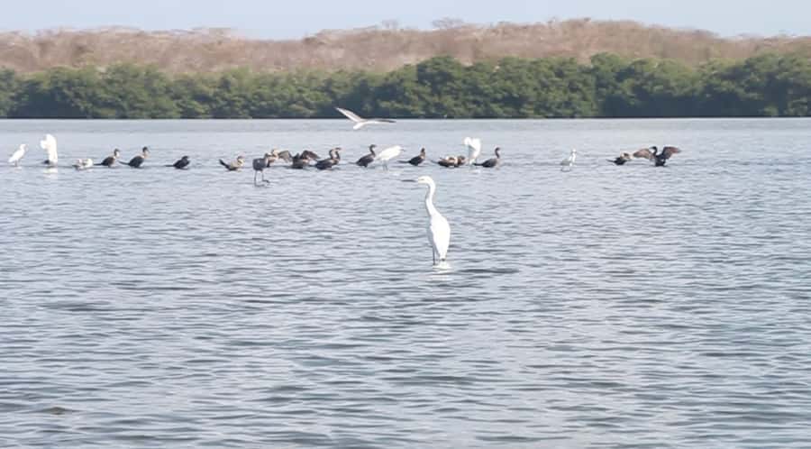 Cartagena Fishing, Crabbing, Birdwatching Experience + Lunch - Key things to know before you go