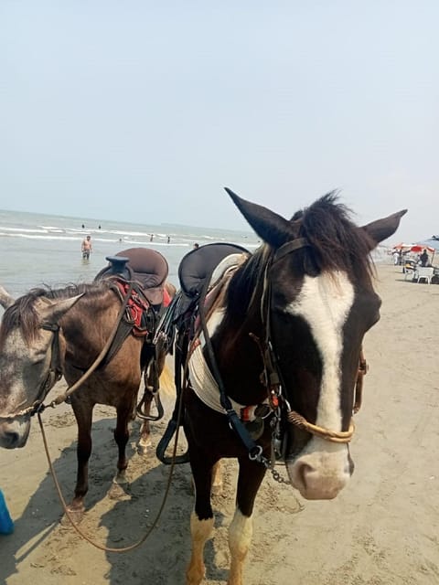 Cartagena: Horse riding on the beaches of Cartagena & PHOTOS - The horsemen and bilingual support