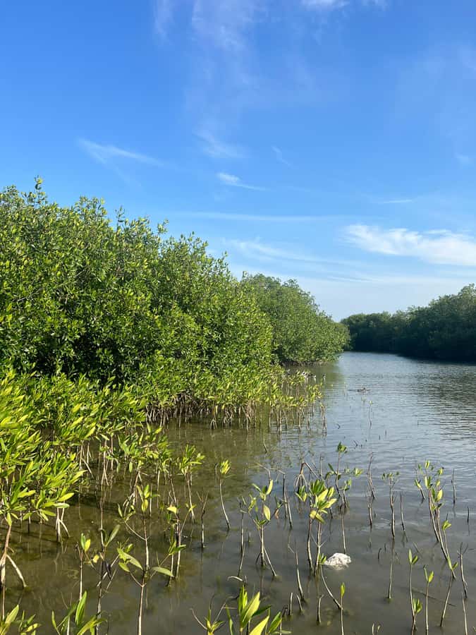Cartagena: Mangrove Eco Tour & Fishing with Transportation - The final viewpoint and timing