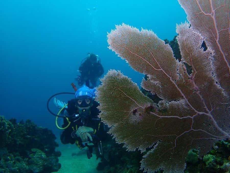 Cartagena: PADI DISCOVER SCUBA / MINICURSO DE BUCEO - Why Barú Works Well for a First Scuba Experience
