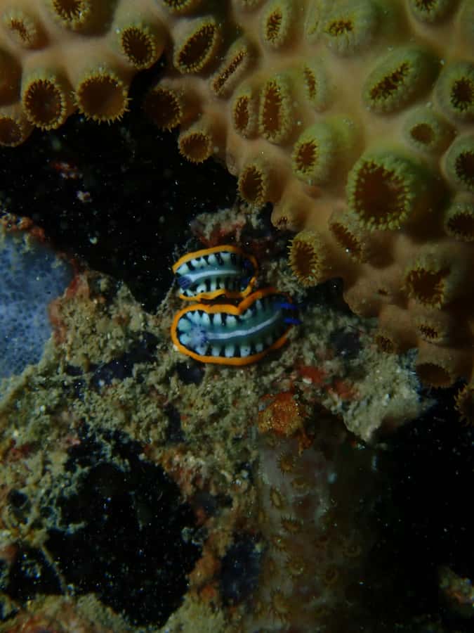 Cartagena: PADI DISCOVER SCUBA / MINICURSO DE BUCEO - First 50-Minute Session at the Barú Reef