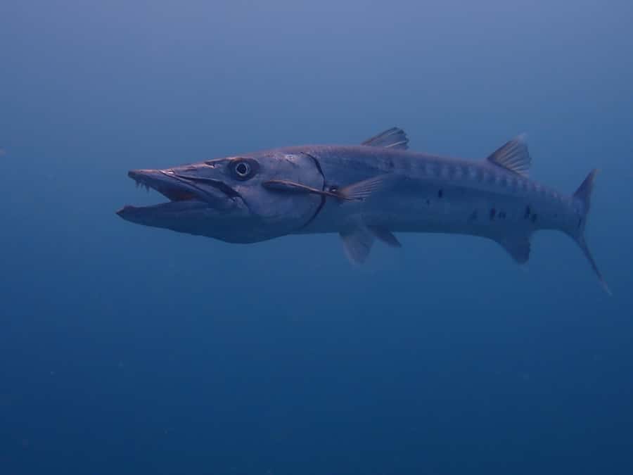 Cartagena: PADI DISCOVER SCUBA / MINICURSO DE BUCEO - Returning to Cartagena Around Noon