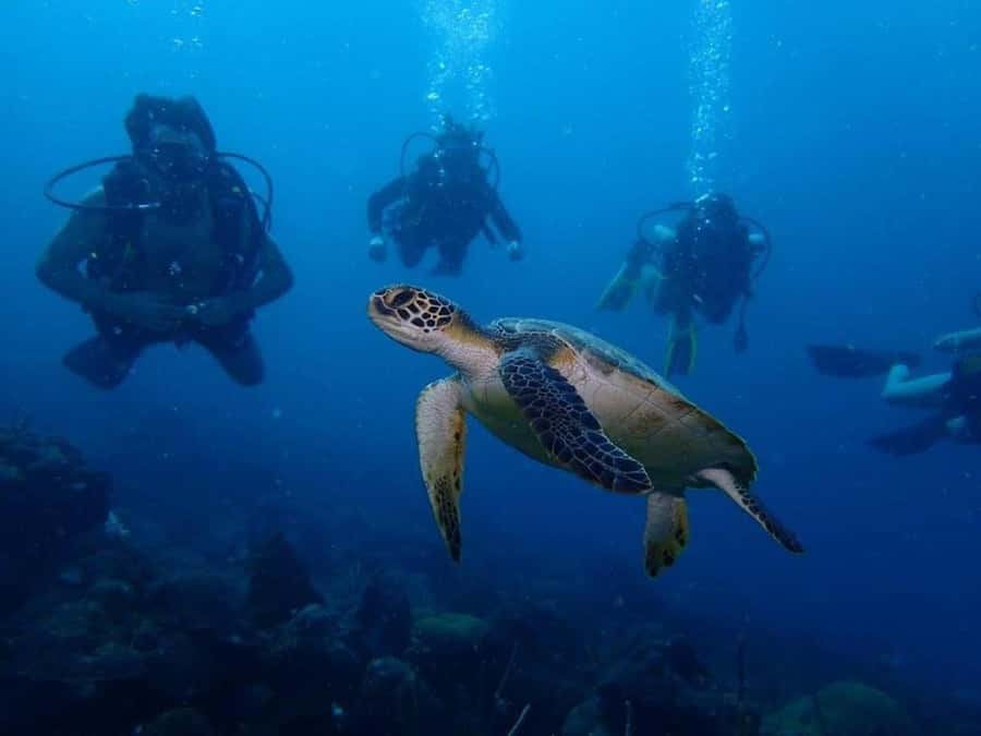 Cartagena: PADI DISCOVER SCUBA / MINICURSO DE BUCEO - Meeting at Club Náutico Cartagena at 7:00 a.m.