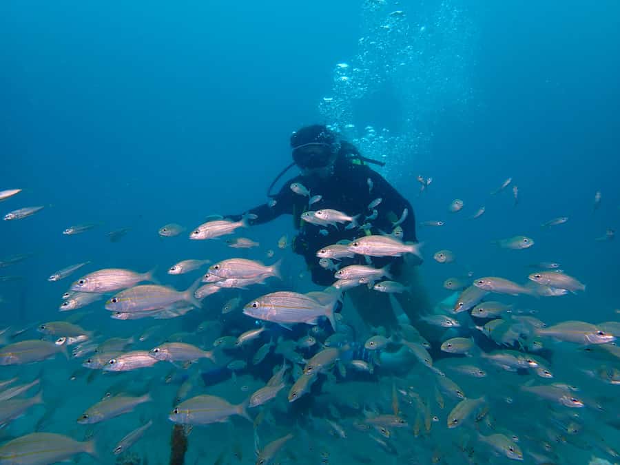 Cartagena: PADI Open Water Diver Course with Certification - What is included for $600