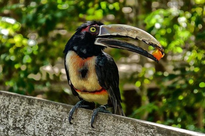 Cartagena private aviary tour - Conservation programs give the visit real purpose