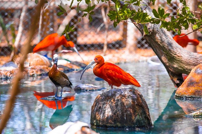 Cartagena private aviary tour - The special areas: condors, storks, migrants, and exotic birds