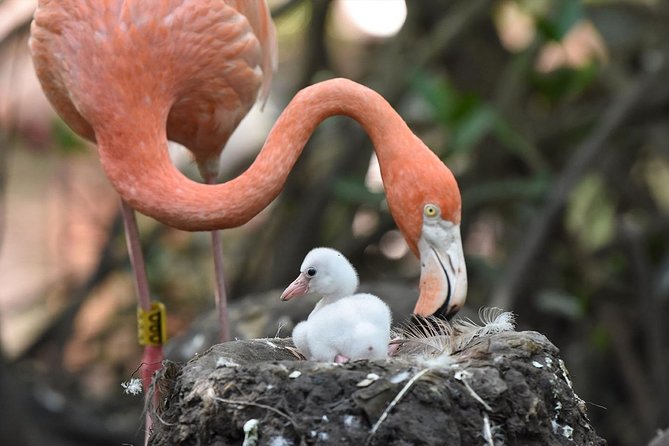 Cartagena private aviary tour - What the private tour changes