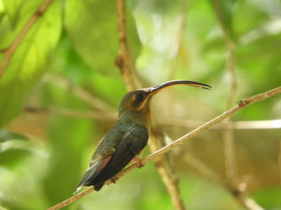 Cartagena: Private Bird-Watching Tour with Breakfast - Key points at a glance