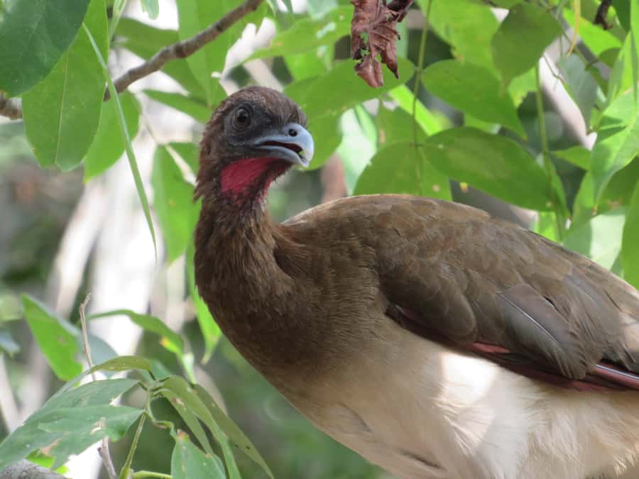 Cartagena: Private Bird-Watching Tour with Breakfast - Why leave Cartagena before sunrise?