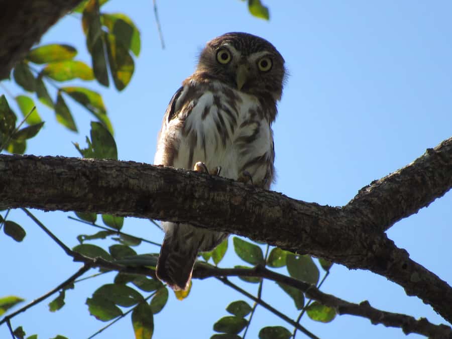 Cartagena: Private Bird-Watching Tour with Breakfast - The bird list can be impressive