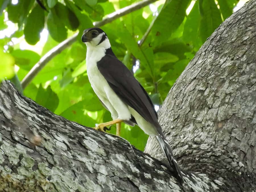 Cartagena: Private Bird-Watching Tour with Breakfast - Expect monkeys, sloths, and more than birds