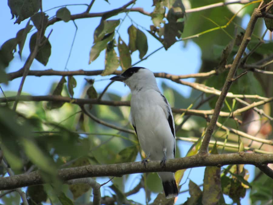 Cartagena: Private Bird-Watching Tour with Breakfast - Returning to Cartagena around noon