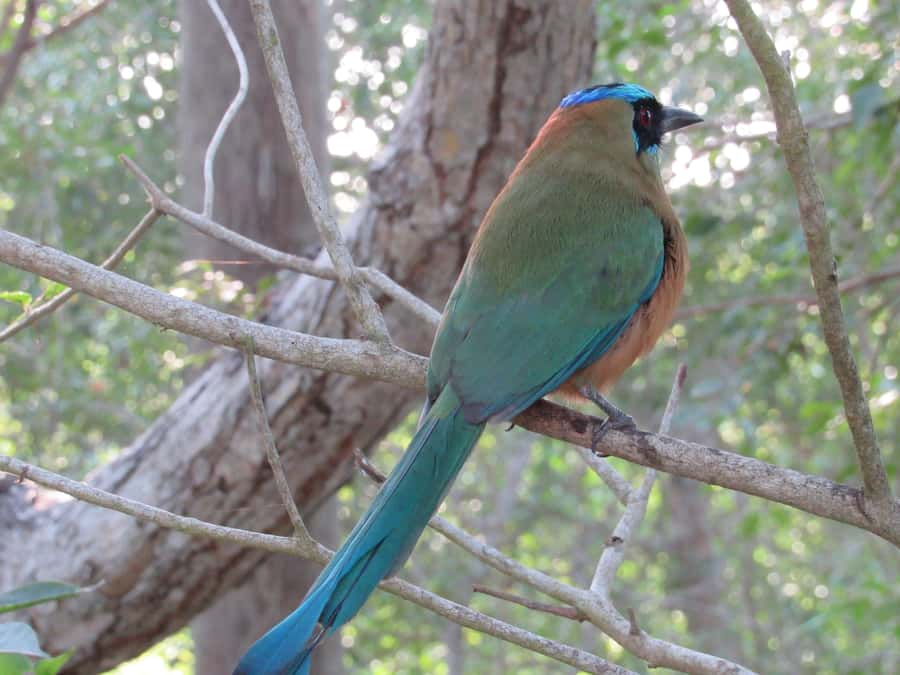 Cartagena: Private Bird-Watching Tour with Breakfast - What the $338 price really buys