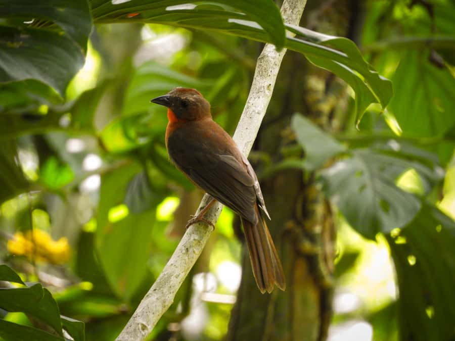 Cartagena: Private Bird-Watching Tour with Breakfast - The guides make the difference